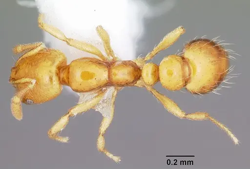 Solenopsis globularia specimen CASENT0104814 image casent0104814_1