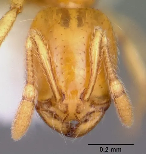 Solenopsis globularia specimen CASENT0104814 image casent0104814_2