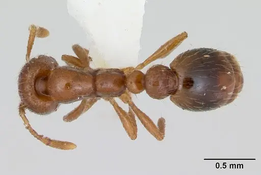 Solenopsis globularia specimen CASENT0173279 image casent0173279_1