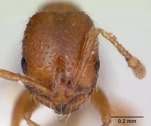 Solenopsis globularia specimen CASENT0173279 image casent0173279_2