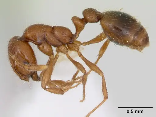 Solenopsis globularia specimen CASENT0173279 image casent0173279_3