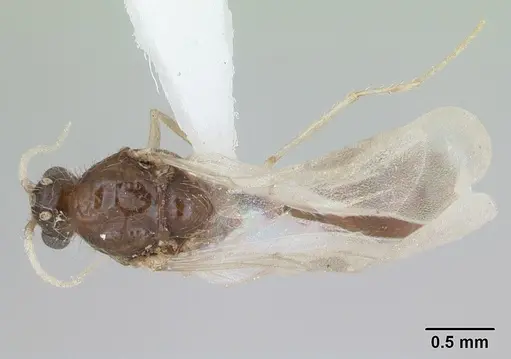 Solenopsis globularia specimen CASENT0173280 image casent0173280_1