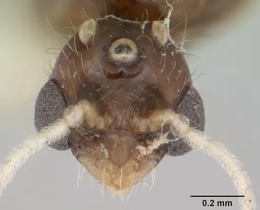 Solenopsis globularia specimen CASENT0173280 image casent0173280_2