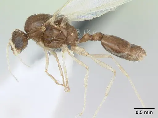 Solenopsis globularia specimen CASENT0173280 image casent0173280_3