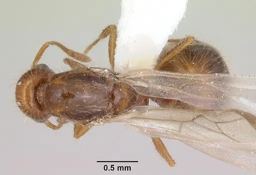 Solenopsis globularia specimen CASENT0173281 image casent0173281_1
