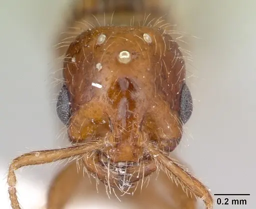 Solenopsis globularia specimen CASENT0173281 image casent0173281_2
