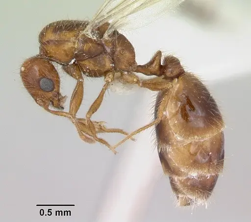 Solenopsis globularia specimen CASENT0173281 image casent0173281_3