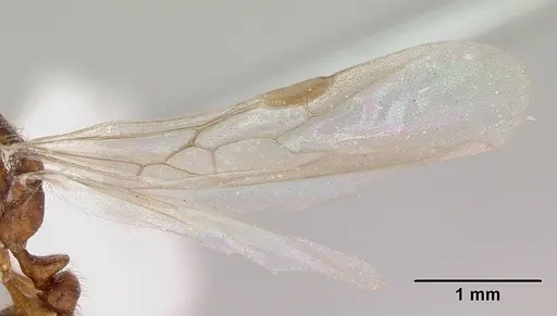 Solenopsis globularia specimen CASENT0173281 image casent0173281_4