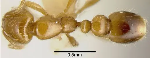 Solenopsis globularia specimen CASENT0636195 image casent0636195_1