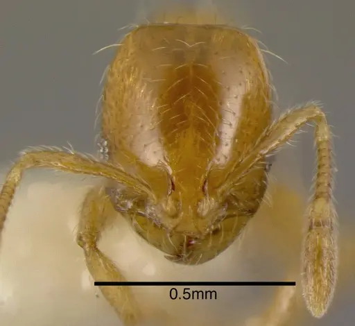 Solenopsis globularia specimen CASENT0636195 image casent0636195_2