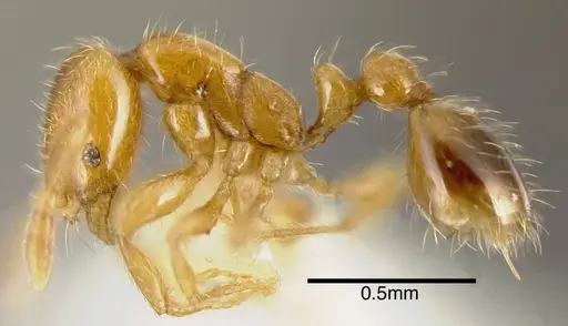 Solenopsis globularia specimen CASENT0636195 image casent0636195_3