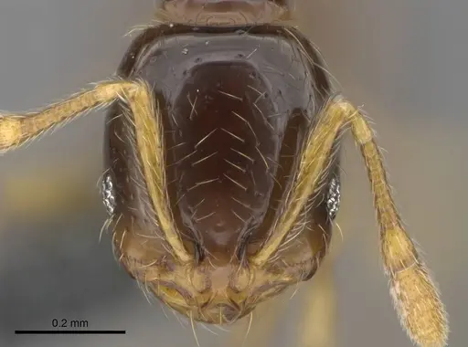 Solenopsis globularia specimen CASENT0729798 image casent0729798_1