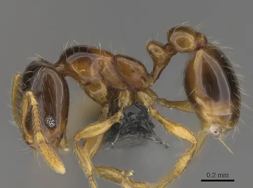 Solenopsis globularia specimen CASENT0729798 image casent0729798_2