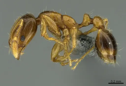 Solenopsis globularia specimen CASENT0766374 image casent0766374_1