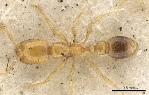 Solenopsis globularia specimen CASENT0902338 image casent0902338_1