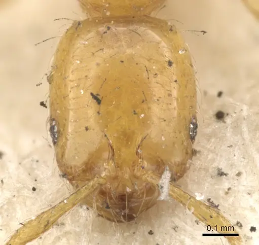 Solenopsis globularia specimen CASENT0902338 image casent0902338_2
