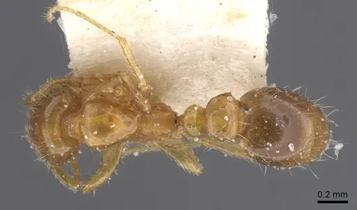Solenopsis globularia specimen CASENT0913898 image casent0913898_1