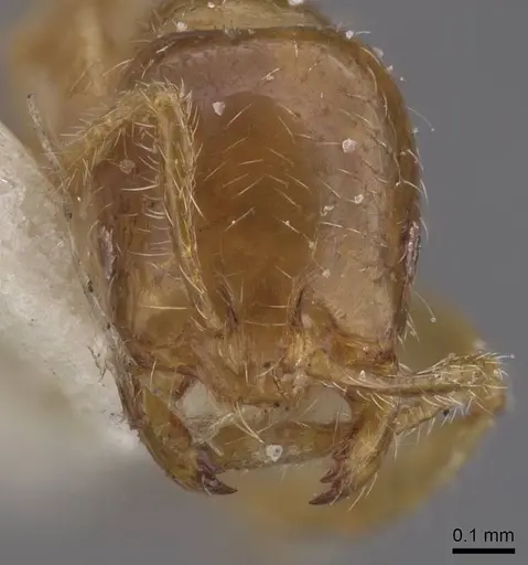 Solenopsis globularia specimen CASENT0913898 image casent0913898_2