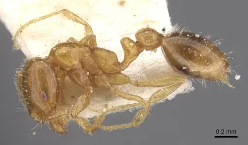 Solenopsis globularia specimen CASENT0913898 image casent0913898_3