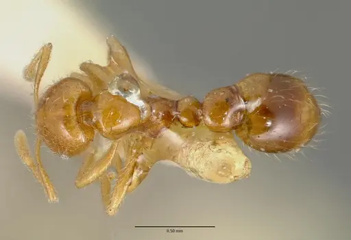 Solenopsis globularia specimen CASTYPE00446 image castype00446_1