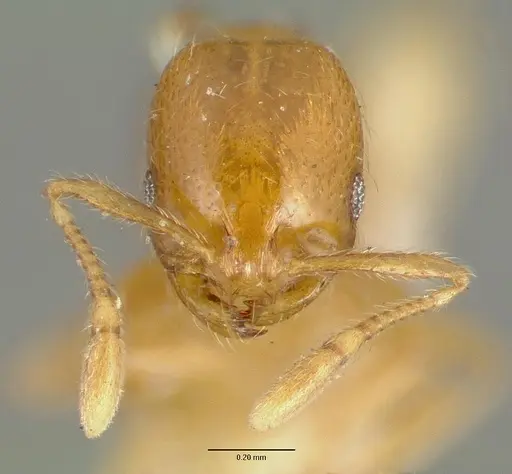 Solenopsis globularia specimen CASTYPE00446 image castype00446_2