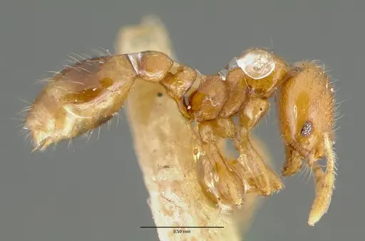 Solenopsis globularia specimen CASTYPE00446 image castype00446_3