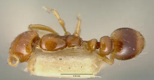 Solenopsis globularia specimen CASTYPE00447 image castype00447_1