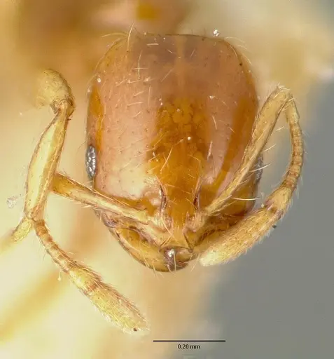 Solenopsis globularia specimen CASTYPE00447 image castype00447_2
