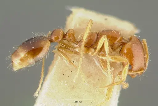 Solenopsis globularia specimen CASTYPE00447 image castype00447_3