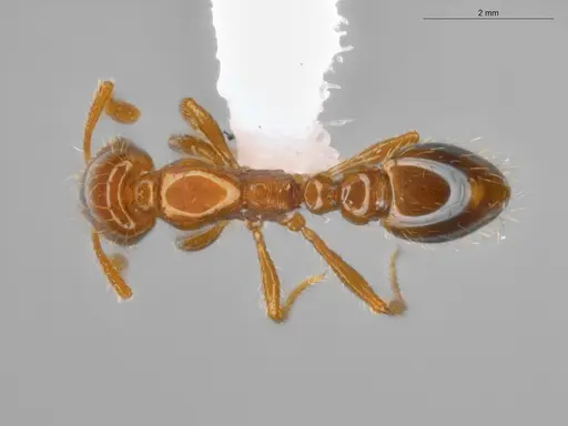 Solenopsis globularia specimen ECOFOG-SAV18-0008-05 image ecofog-sav18-0008-05_1