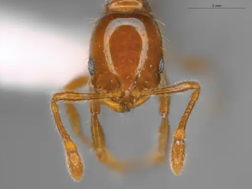 Solenopsis globularia specimen ECOFOG-SAV18-0008-05 image ecofog-sav18-0008-05_2