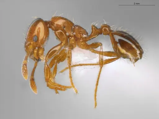 Solenopsis globularia specimen ECOFOG-SAV18-0008-05 image ecofog-sav18-0008-05_3