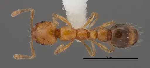 Solenopsis globularia specimen FMNHINS0000078524 image fmnhins0000078524_1