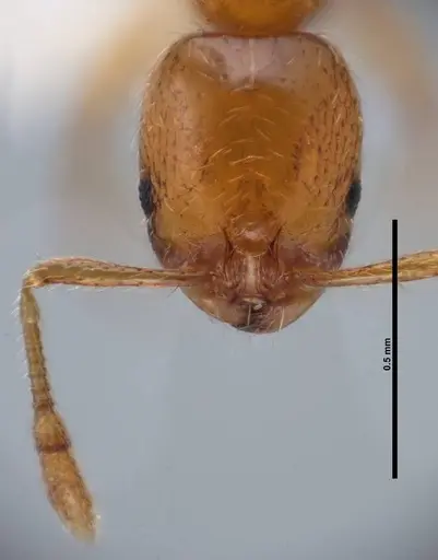Solenopsis globularia specimen FMNHINS0000078524 image fmnhins0000078524_2