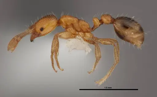 Solenopsis globularia specimen FMNHINS0000078524 image fmnhins0000078524_3