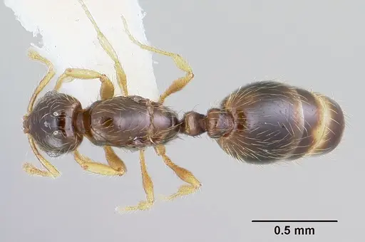 Solenopsis gnomula specimen CASENT0104994 image casent0104994_1
