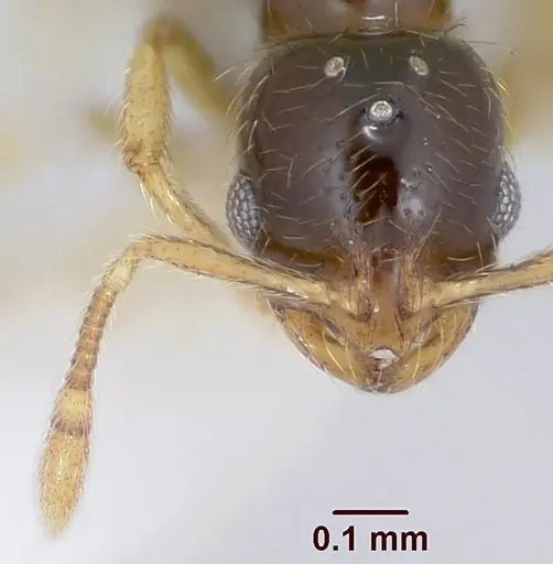 Solenopsis gnomula specimen CASENT0104994 image casent0104994_2