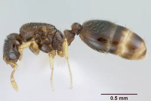 Solenopsis gnomula specimen CASENT0104994 image casent0104994_3