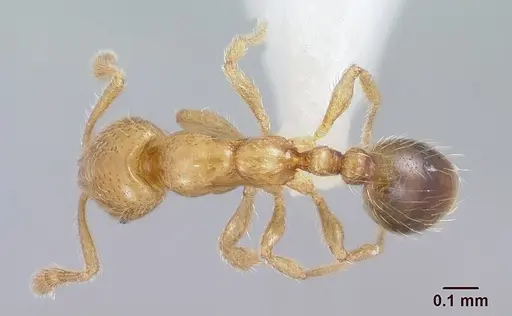Solenopsis gnomula specimen CASENT0104995 image casent0104995_1
