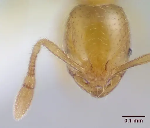 Solenopsis gnomula specimen CASENT0104995 image casent0104995_2
