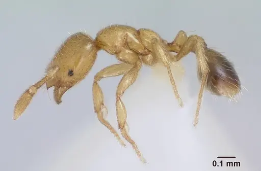 Solenopsis gnomula specimen CASENT0104995 image casent0104995_3
