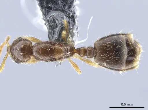 Solenopsis gnomula specimen CASENT0751558 image casent0751558_1