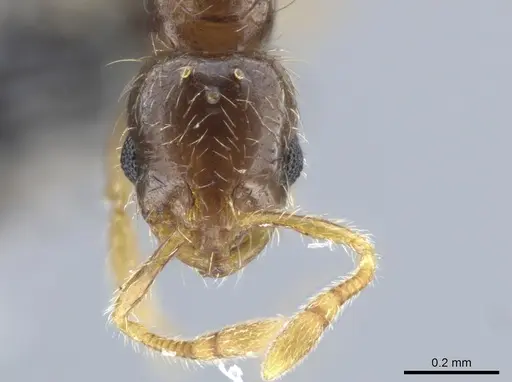 Solenopsis gnomula specimen CASENT0751558 image casent0751558_2