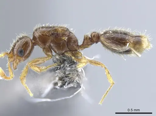 Solenopsis gnomula specimen CASENT0751558 image casent0751558_3