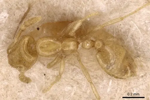 Solenopsis gnomula specimen CASENT0904643 image casent0904643_1