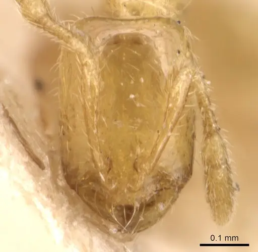 Solenopsis gnomula specimen CASENT0904643 image casent0904643_2
