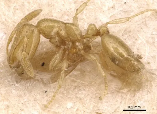 Solenopsis gnomula specimen CASENT0904643 image casent0904643_3