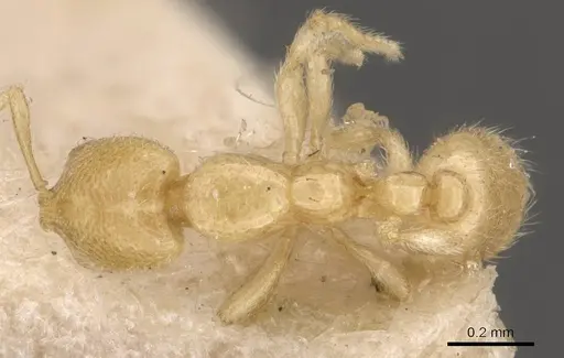 Solenopsis goeldii specimen CASENT0908834 image casent0908834_1