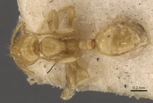 Solenopsis hayemi specimen CASENT0908832 image casent0908832_1