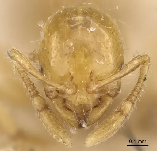 Solenopsis hayemi specimen CASENT0908832 image casent0908832_2